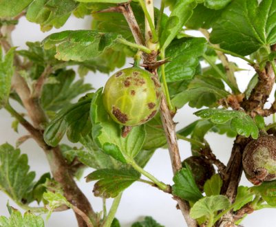 Хвороби, шкідники смородини та аґрусу: основні ознаки, позбавлення від них