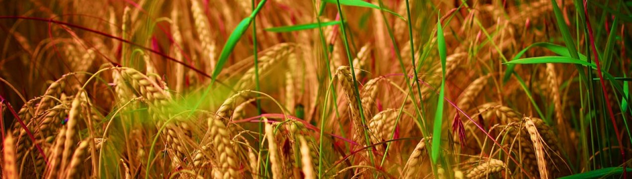 У Тернопільській області представили новий високоврожайний сорт пшениці