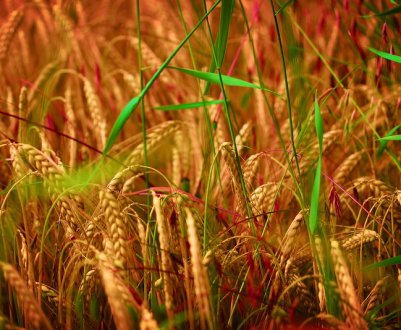 У Тернопільській області представили новий високоврожайний сорт пшениці