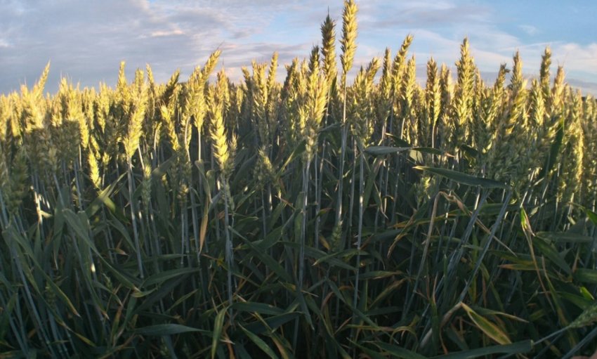 В Тернопільській області представили новий високоврожайний сорт пшениці В Тернопільській області представили новий високоврожайний сорт пшениці