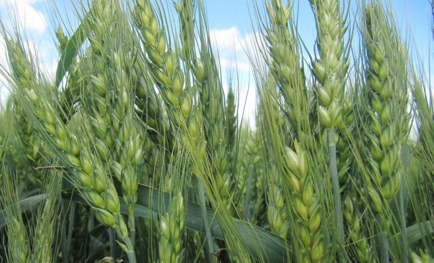 В Тернопільській області представили новий високоврожайний сорт пшениці В Тернопільській області представили новий високоврожайний сорт пшениці