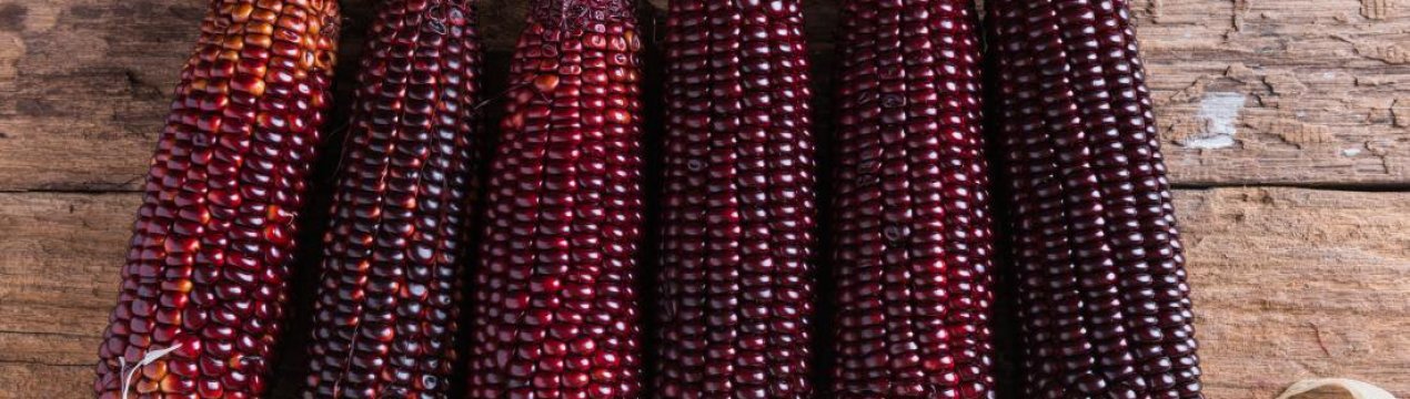 Вінницький селекціонер представить солодку фіолетову кукурудзу на фестивалі VinCornFest