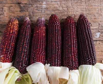 Вінницький селекціонер представить солодку фіолетову кукурудзу на фестивалі VinCornFest