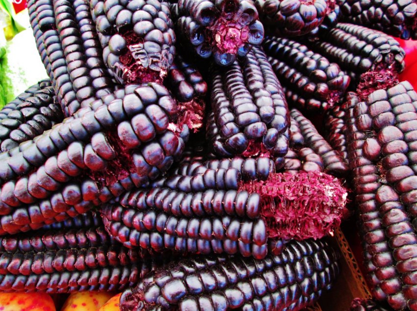 Вінницький селекціонер представить солодку фіолетову кукурудзу на фестивалі VinCornFest