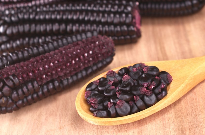 Вінницький селекціонер представить солодку фіолетову кукурудзу на фестивалі VinCornFest