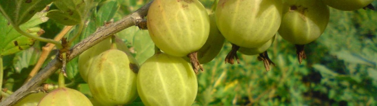 Агрус Уральський бесшипный: зовнішній вигляд, переваги і недоліки