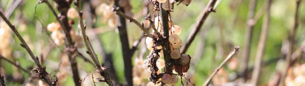 Сохнут ветки смородины с ягодами причины что делать. Смотреть фото Сохнут ветки смородины с ягодами причины что делать. Смотреть картинку Сохнут ветки смородины с ягодами причины что делать. Картинка про Сохнут ветки смородины с ягодами причины что делать. Фото Сохнут ветки смородины с ягодами причины что делать