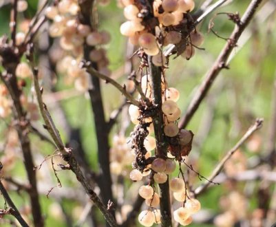 Чому гілки засихають у смородини