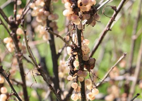 Чому гілки засихають у смородини