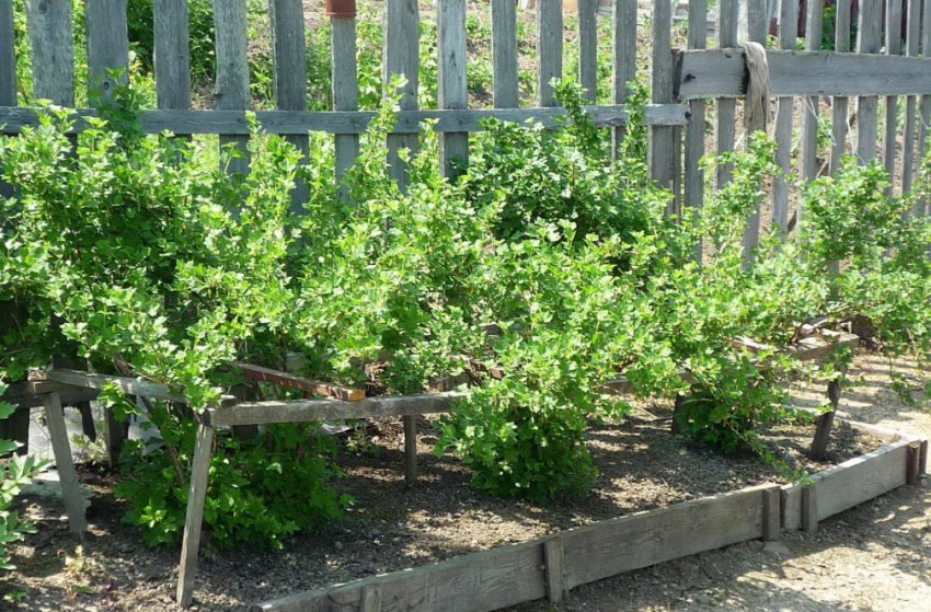 Аґрус на ділянці