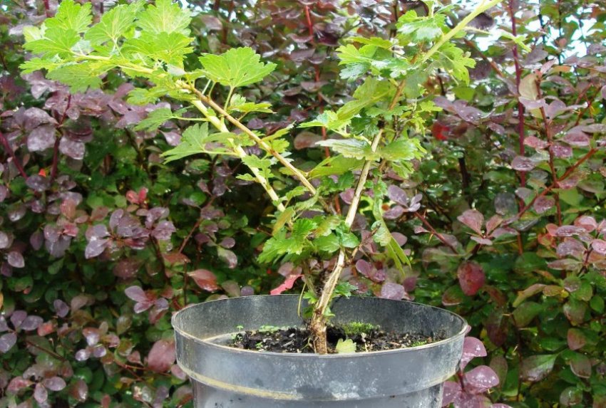 Саджанець агрусу