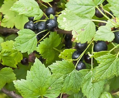 Як боротися з павутинним кліщем на смородині