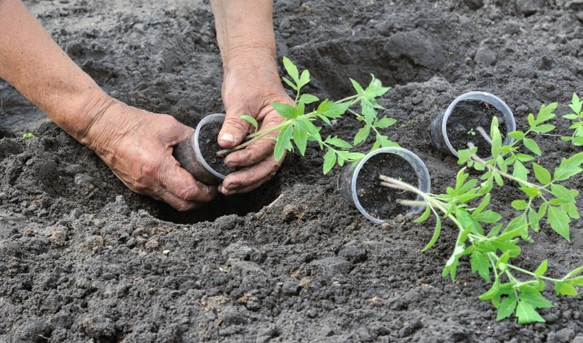 Висадка Висадка