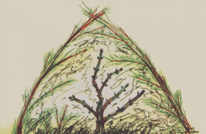 Укриття агрусу лапником