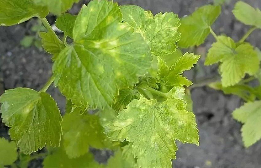 Мозаїка на аґрусі