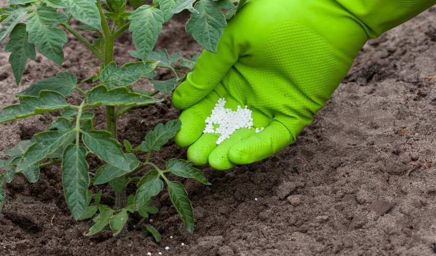 Підживлення Підживлення