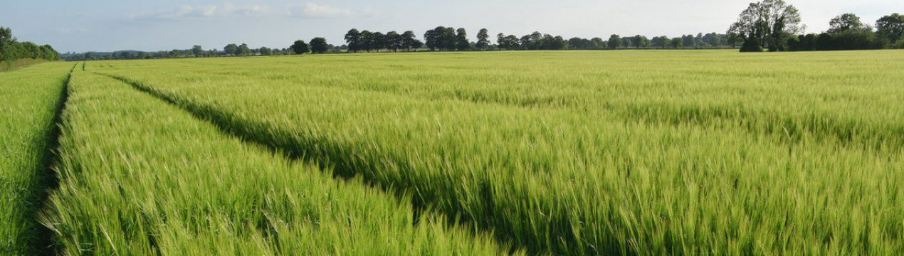 Четверта кредитівка в Україні почав працювати з аграрними розписками