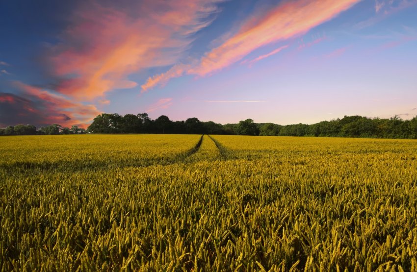 Четвертий кредитна спілка в Україні почав працювати з аграрними розписками Четвертий кредитна спілка в Україні почав працювати з аграрними розписками