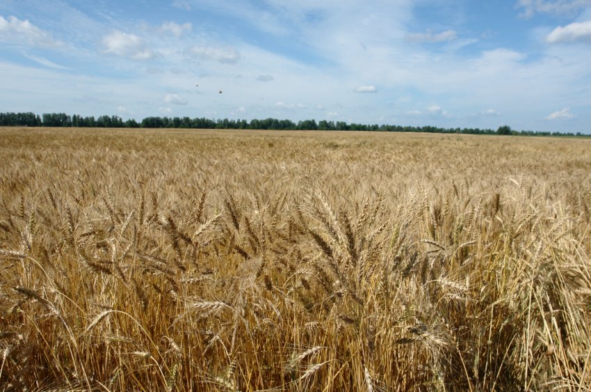 Четвертий кредитна спілка в Україні почав працювати з аграрними розписками Четвертий кредитна спілка в Україні почав працювати з аграрними розписками