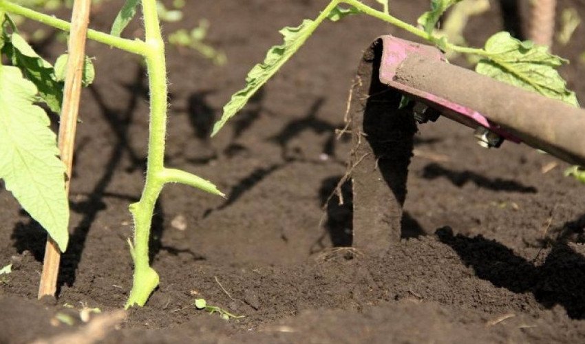 Догляд за ґрунтом Догляд за ґрунтом