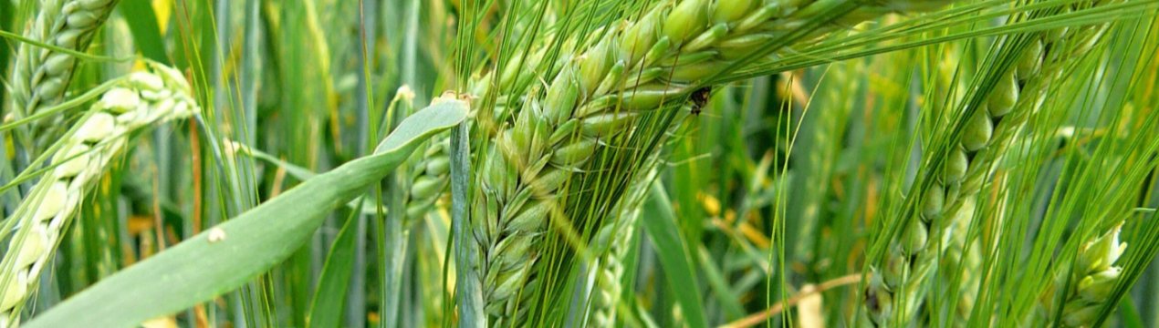 Українська компанія «ТАС Агро» почала збір урожаю озимих
