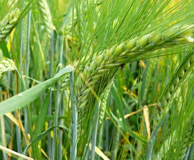 Українська компанія «ТАС Агро» почала збір урожаю озимих 