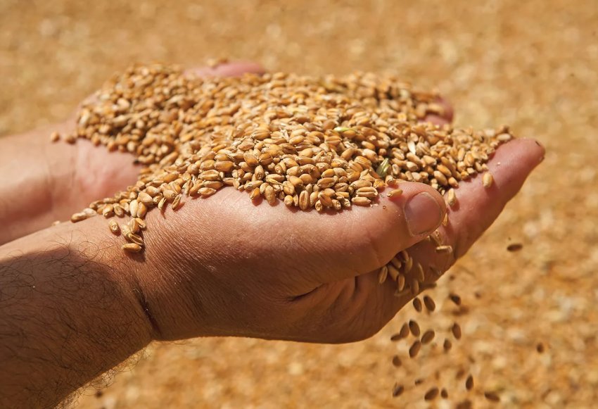 Донські аграрії збирають зерновий урожай