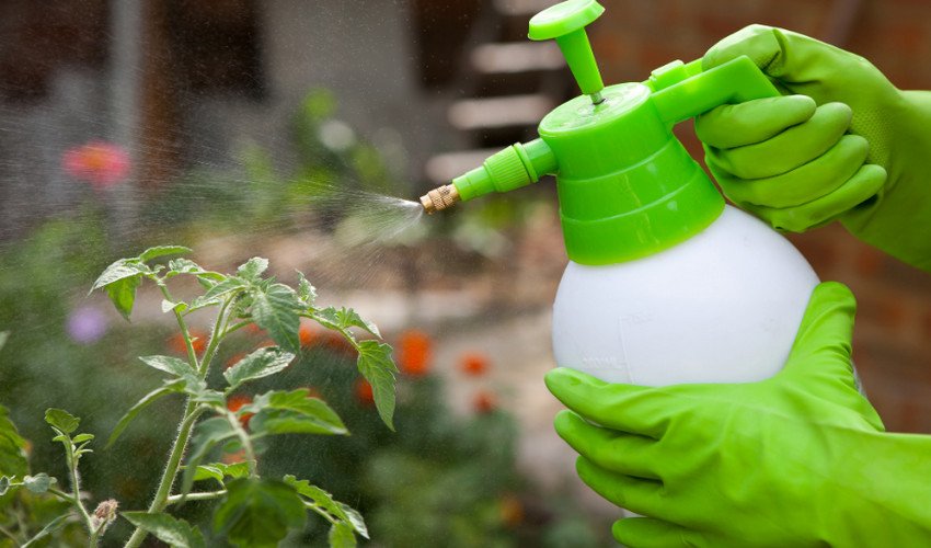 Обробка томатів Обробка томатів