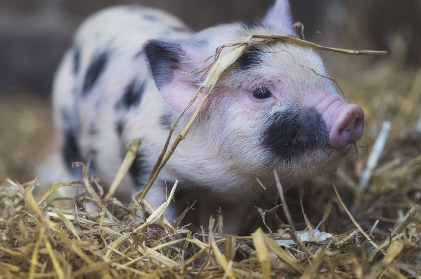 Новгородських свиней не вберегли від чуми