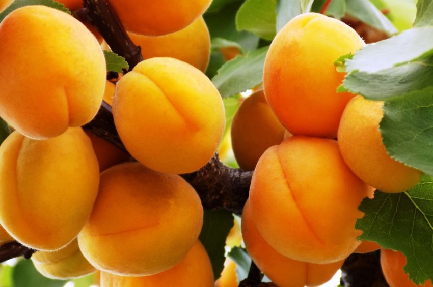 На ринках України дешевшають абрикоси На ринках України дешевшають абрикоси