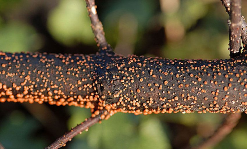 Нектриевое всихання Нектриевое всихання