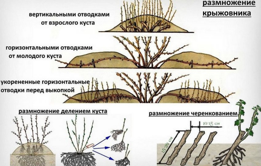 Способи розмноження аґрусу Способи розмноження аґрусу