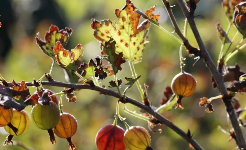 Іржа на аґрусі