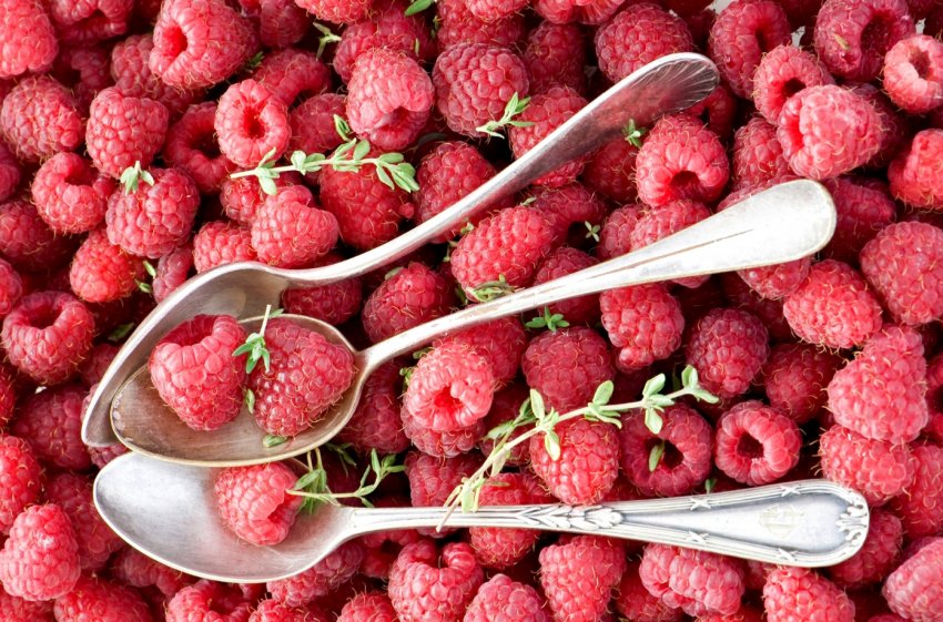 Українські виробники розчаровані низькими закупівельними цінами на малину для заморозки Українські виробники розчаровані низькими закупівельними цінами на малину для заморозки