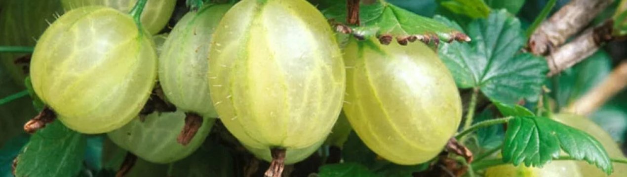 Агрус Хиннонмаки Грін: характеристика, особливості вирощування і розмноження