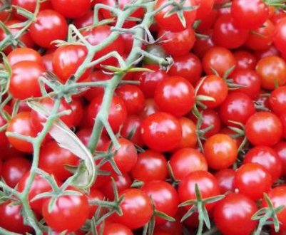 Помідори «Рапунцель»: опис сорти, агротехніка вирощування