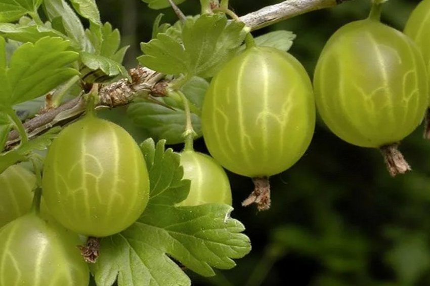 Агрус Хиннонмаки Грін