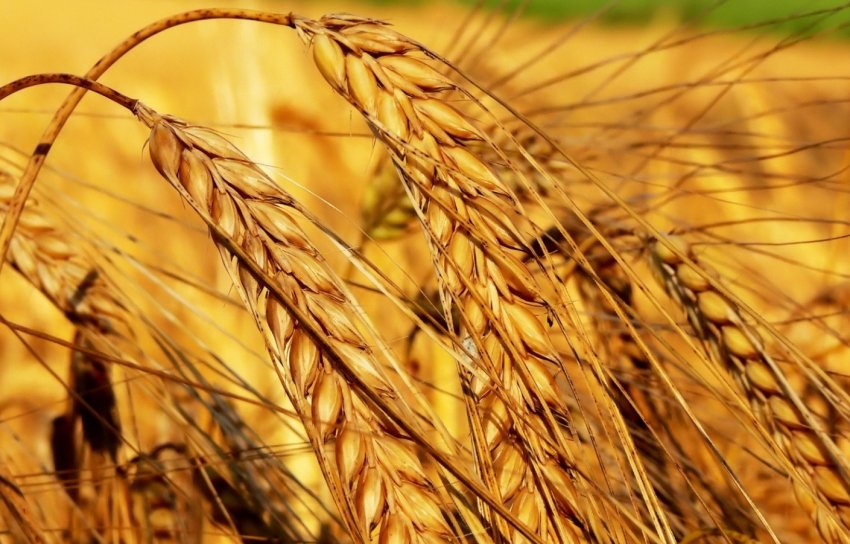 Два мільйони тонн зерна — привід для краснодарської гордості Два мільйони тонн зерна — привід для краснодарської гордості