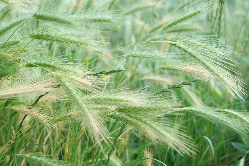 Два мільйони тонн зерна — привід для краснодарської гордості Два мільйони тонн зерна — привід для краснодарської гордості