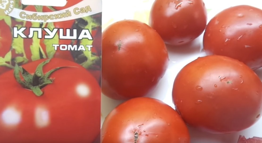 Томаты супер клуша описание сорта. Сорт томатов клуша. Семена помидор клуша. Семена томат супер-клуша. Сорт помидор супер клуша.