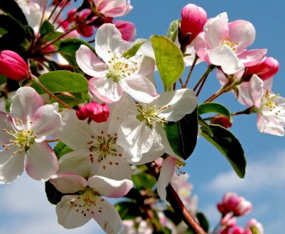 Будівництво переробного заводу в Тернопільській області припинено із-за високих ставок за кредитами