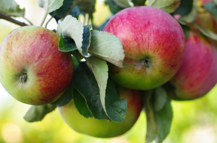 Будівництво переробного заводу в Тернопільській області припинено із-за високих ставок за кредитами Будівництво переробного заводу в Тернопільській області припинено із-за високих ставок за кредитами