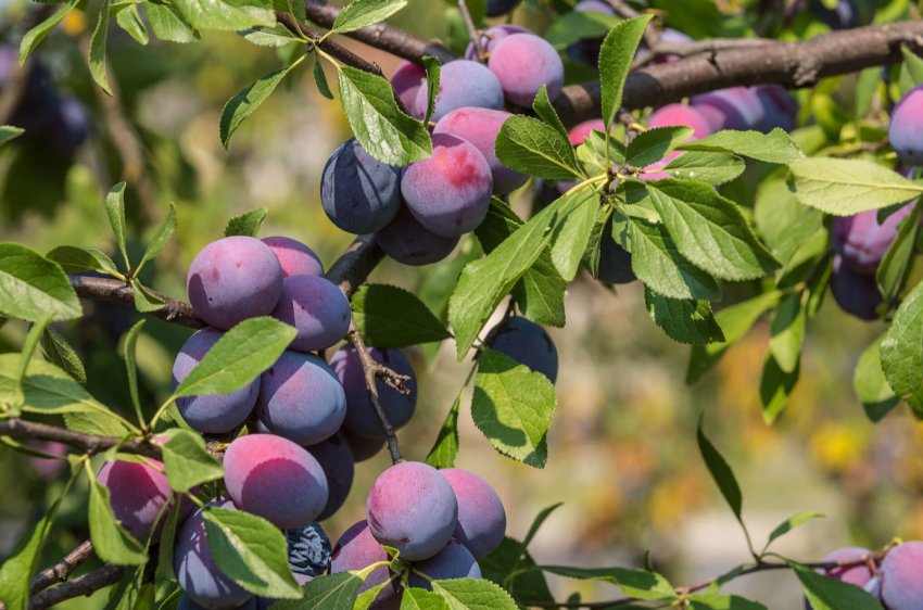 Будівництво переробного заводу в Тернопільській області припинено із-за високих ставок за кредитами Будівництво переробного заводу в Тернопільській області припинено із-за високих ставок за кредитами