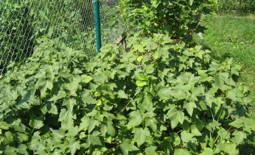 Характеристика черной смородины велой. 95285.ptpd9o.850. Характеристика черной смородины велой фото. Характеристика черной смородины велой-95285.ptpd9o.850. картинка Характеристика черной смородины велой. картинка 95285.ptpd9o.850. Добавить в избранное