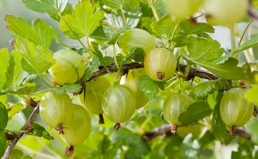 Агрус Хиннонмаки Грін