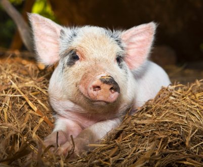 У Рязанській області дві з половиною тисячі свиней загинули через задухи