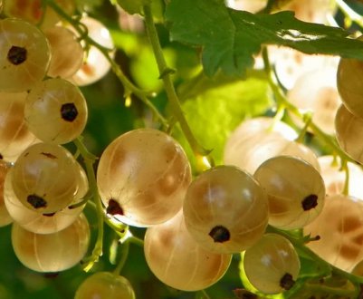 Смородина біла Версальська — основні характеристики