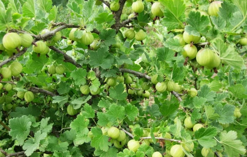 Врожайність агрусу Хиннонмаки Грін