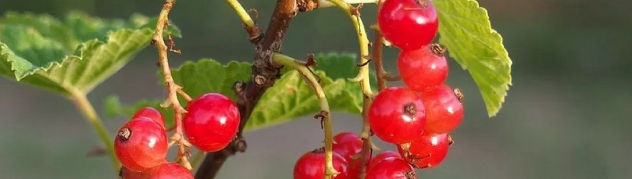 Червона смородина Костянтинівська: характеристики сорту і особливості вирощування