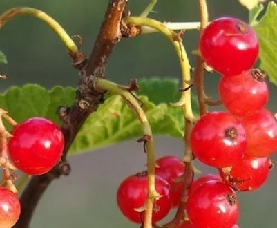 Червона смородина Костянтинівська: характеристики сорту і особливості вирощування